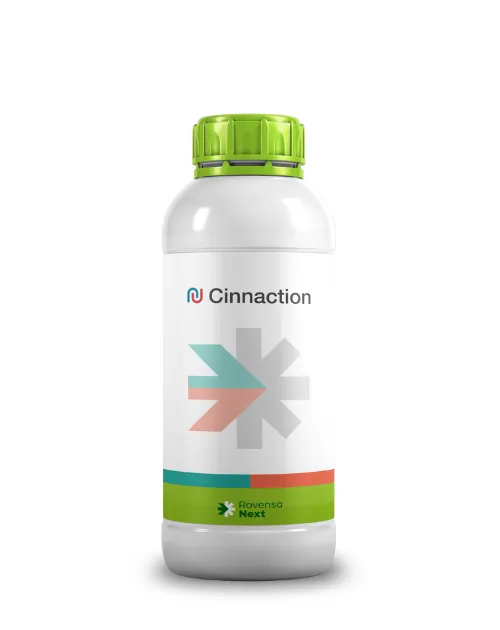 Imagen oficial de Cinnaction