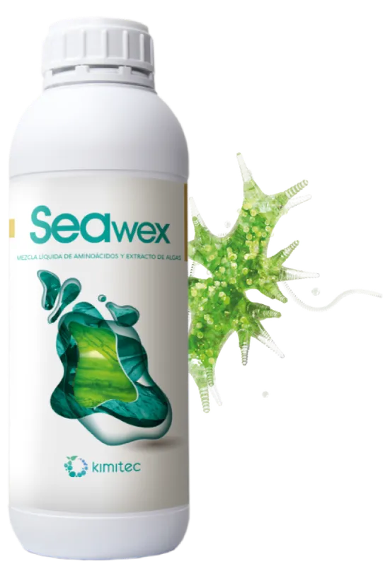 Imagen oficial de Seawex