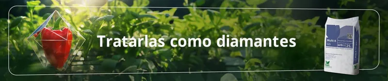 Imagen oficial de Multi-K GG