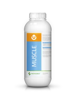Imagen oficial de MUSCLE®