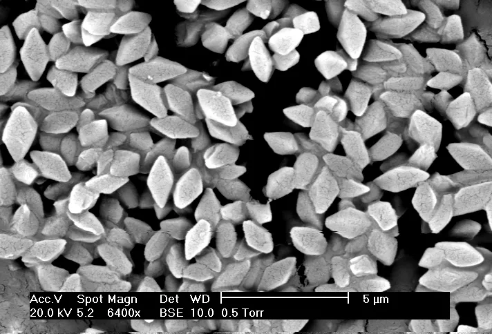 Micrografía de cristales de toxina de Bacillus thuringiensis como imagen representativa del formulado