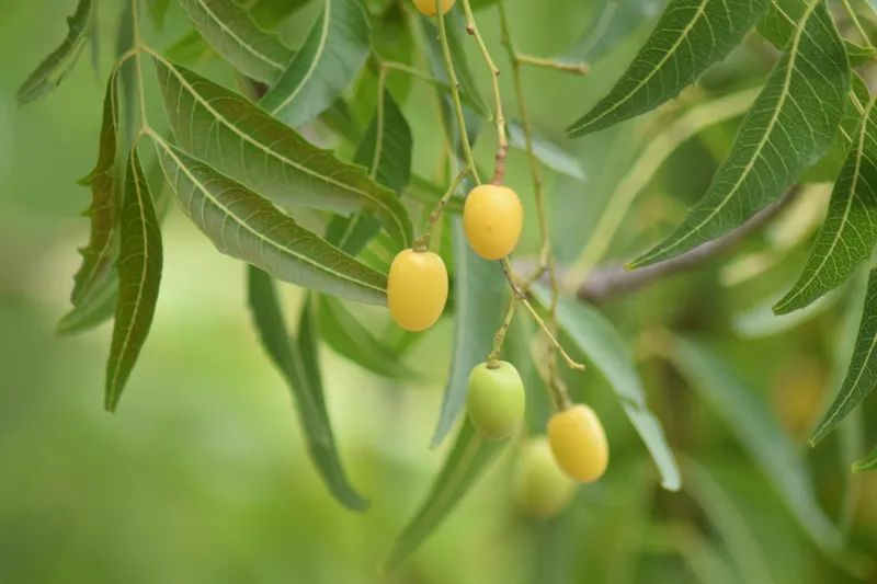 Semillas maduras de neem fuente natural de azadiractina