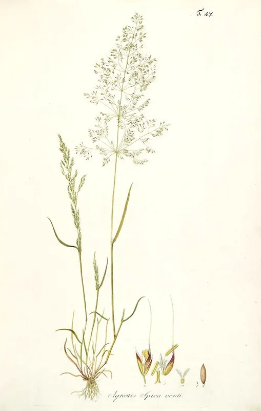 Plaga de APERA, APERA SPP.