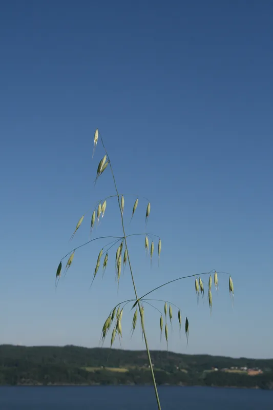 Plaga de AVENAS LOCAS, AVENA SPP.