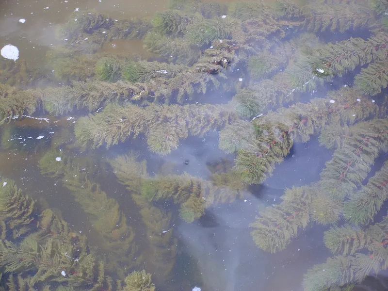 Plaga de COLA DE ZORRO, ALOPECURUS MYOSUROIDES