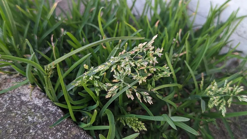 Plaga de POA SPP. (ESPECIES ANUALES)