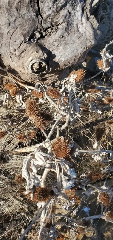 Plaga de CADILLO, XANTHIUM STRUMARIUM