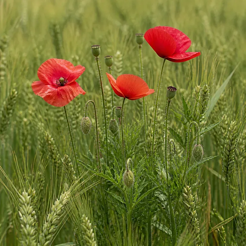 Representación editorial de Papaver spp. en un campo de cereal
