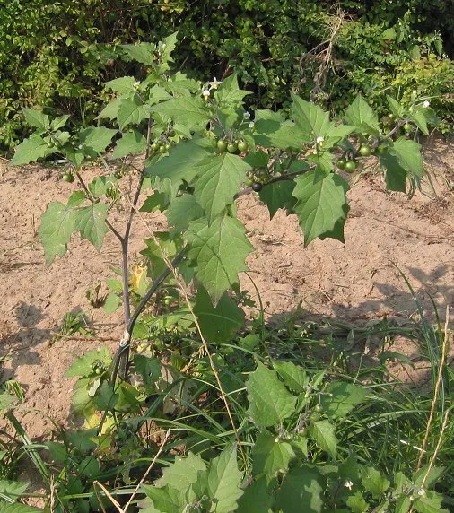 Plaga de HIERBA MORA, SOLANUM NIGRUM