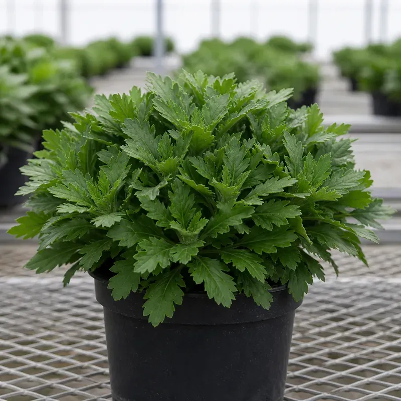 Representación editorial de crecimiento compacto en una planta ornamental