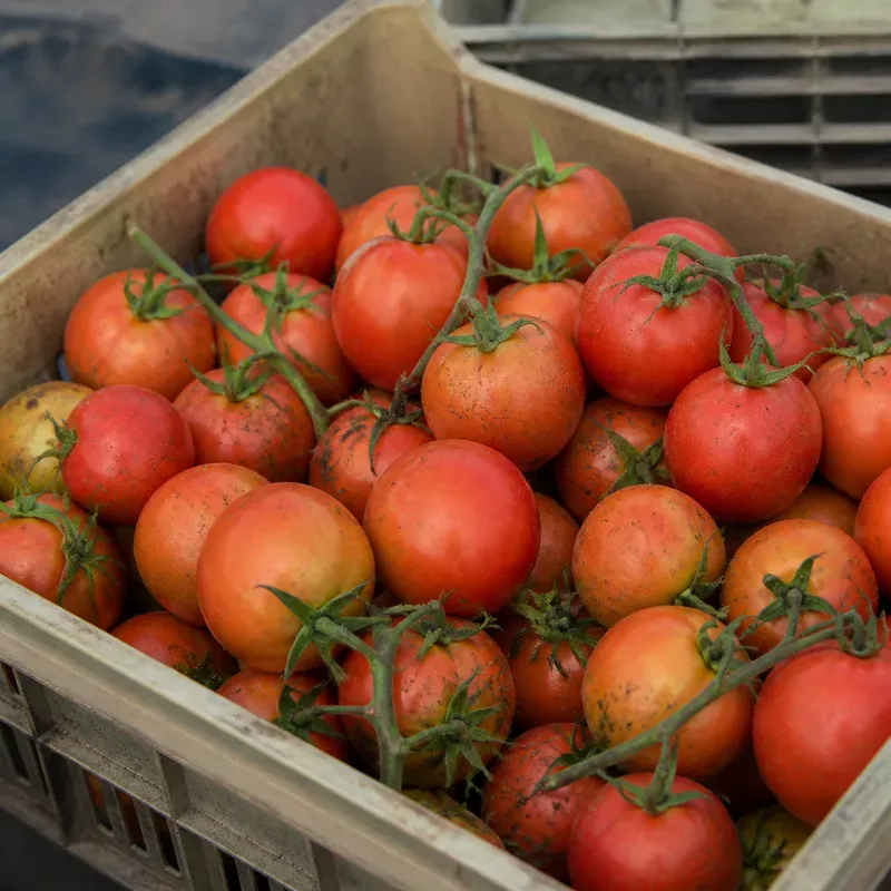 Representación editorial de tomates recolectados con aspecto fresco