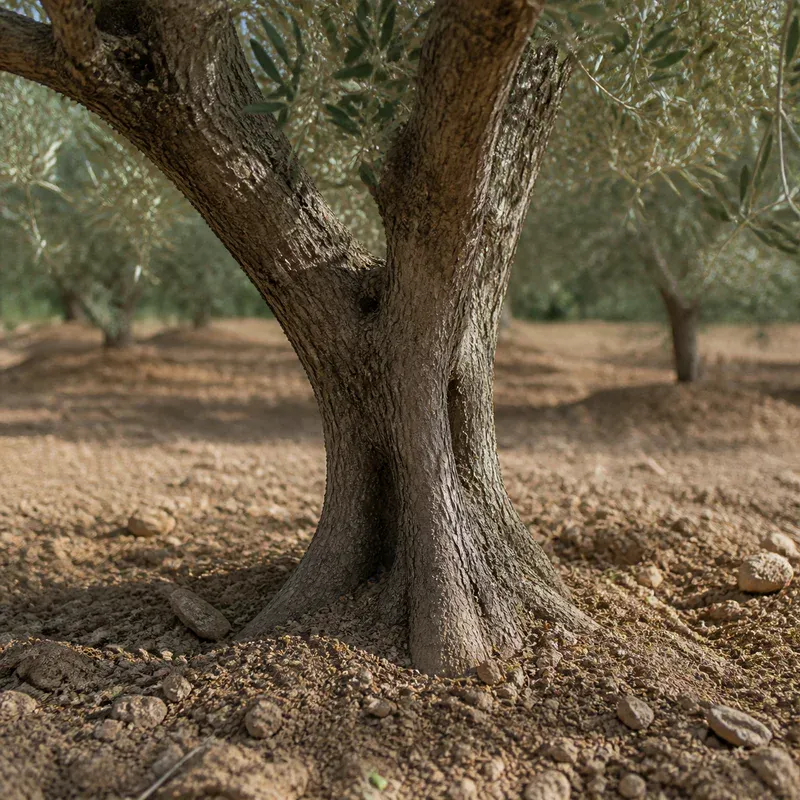 Representación editorial de la base de un árbol cultivado