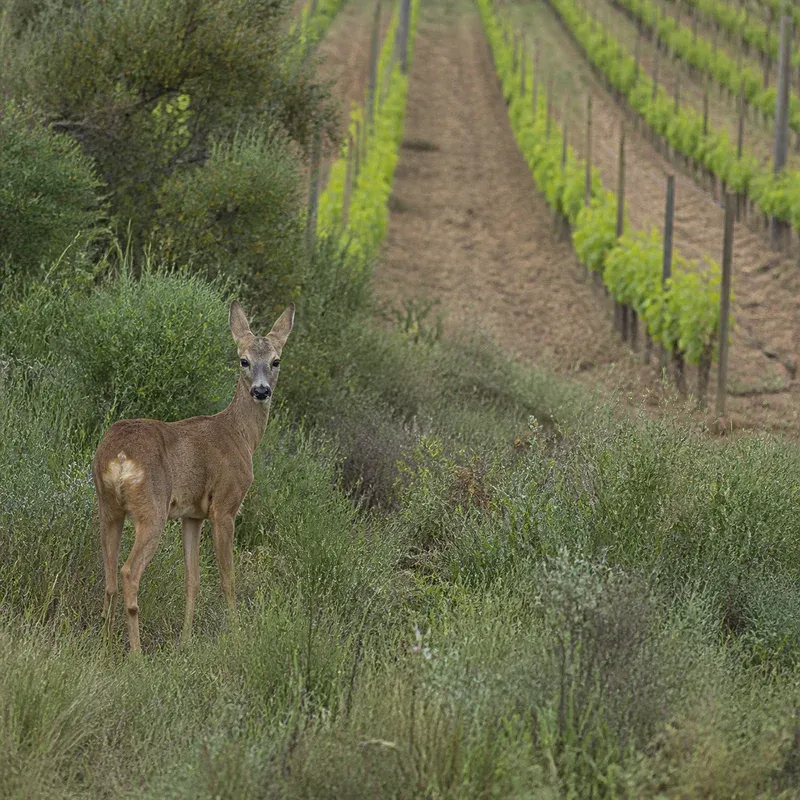 Representación editorial de fauna silvestre junto al límite de un cultivo