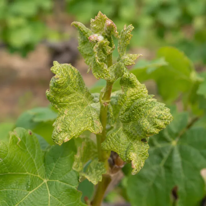 Representación editorial de síntomas compatibles con acariosis de la vid por Calepitrimerus vitis