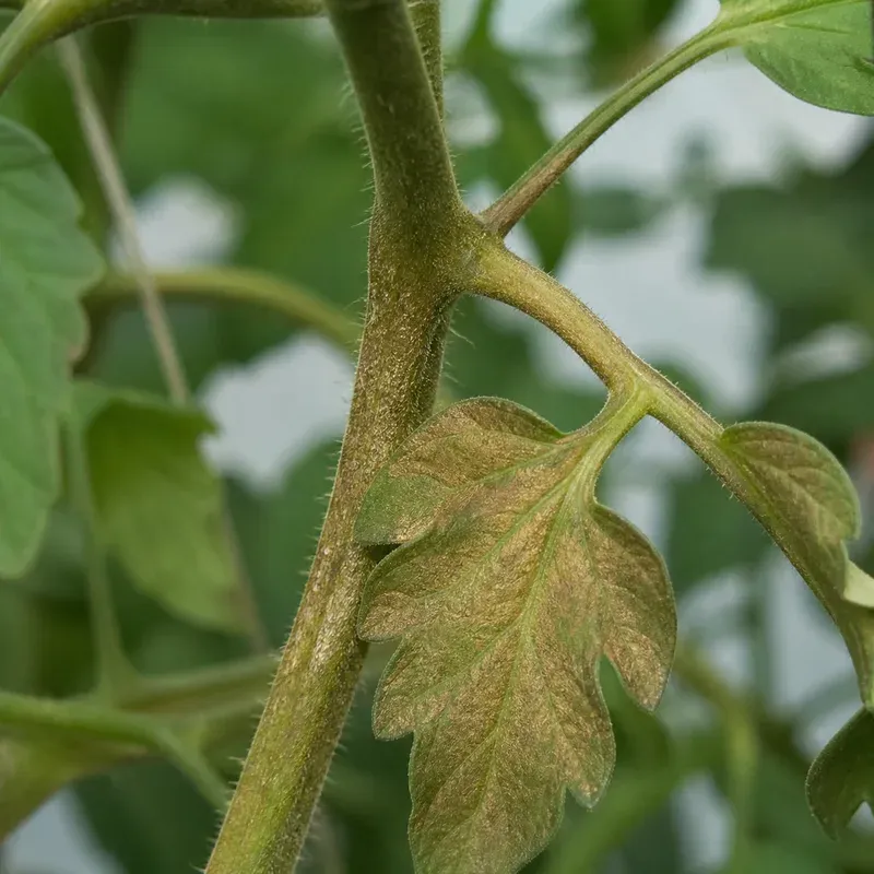 Representación editorial de síntomas compatibles con ácaro del bronceado en tomate