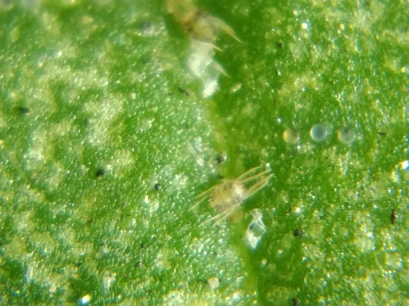 Plaga de ARAÑA ROJA COMÚN, TETRANYCHUS SPP.