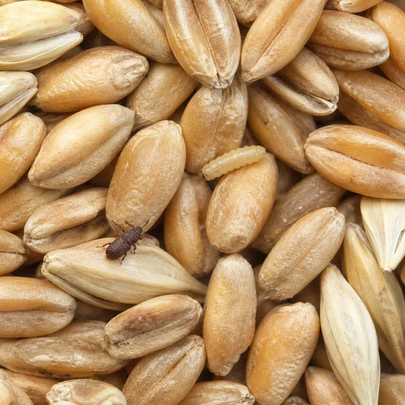 Representación editorial de insectos asociados al grano almacenado