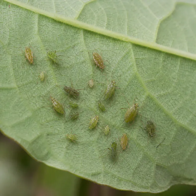 Representación editorial de hemípteros chupadores en una hoja de cultivo