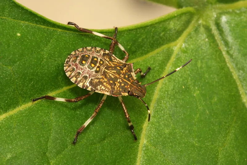 Plaga de HALYOMORPHA HALYS