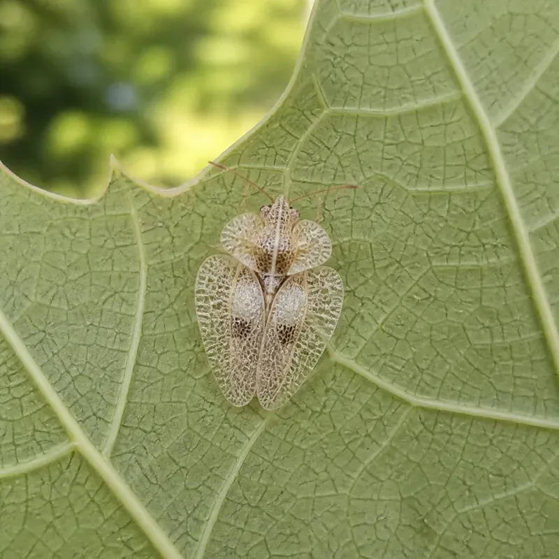 Representación editorial de Corythucha ciliata en el envés de una hoja de plátano de paseo