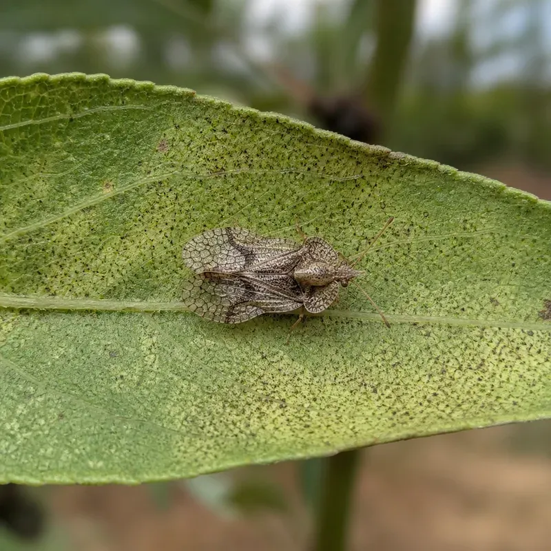 Representación editorial de Monosteira unicostata en una hoja de almendro