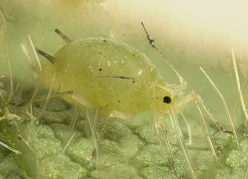 Plaga de ÁFIDOS, PULGONES, APHIDIDAE