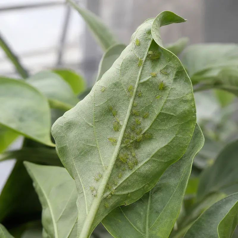 Representación editorial de Myzus persicae en una hoja de cultivo