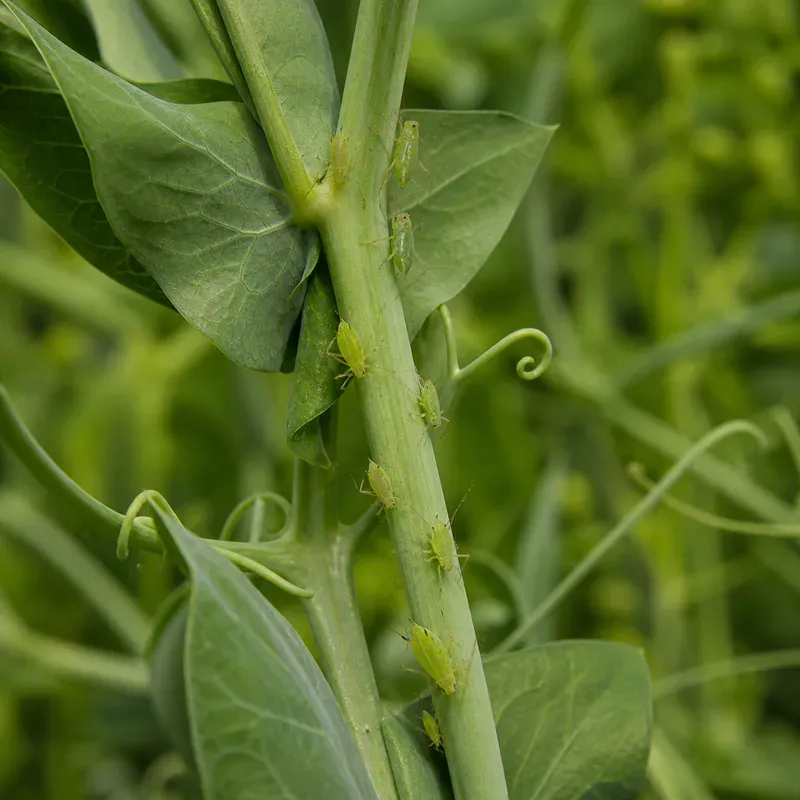 Representación editorial de Acyrthosiphon pisum en una planta de guisante