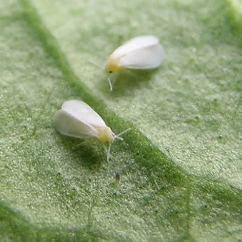 Plaga de MOSCA BLANCA, BEMISIA TABACI