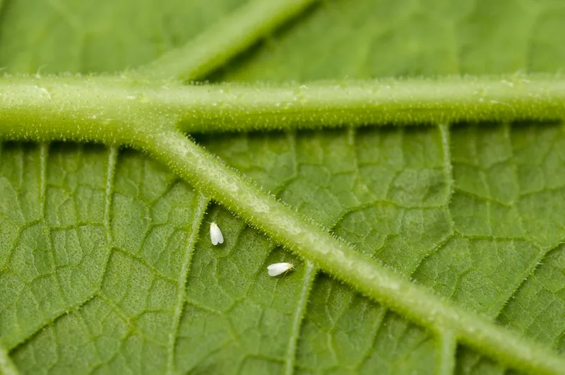 Plaga de MOSCA BLANCA, TRIALEURODES VAPORARIORUM