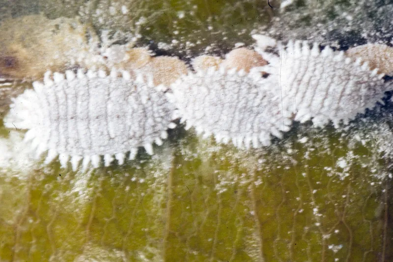 Plaga de COTONET, PLANOCOCCUS CITRI