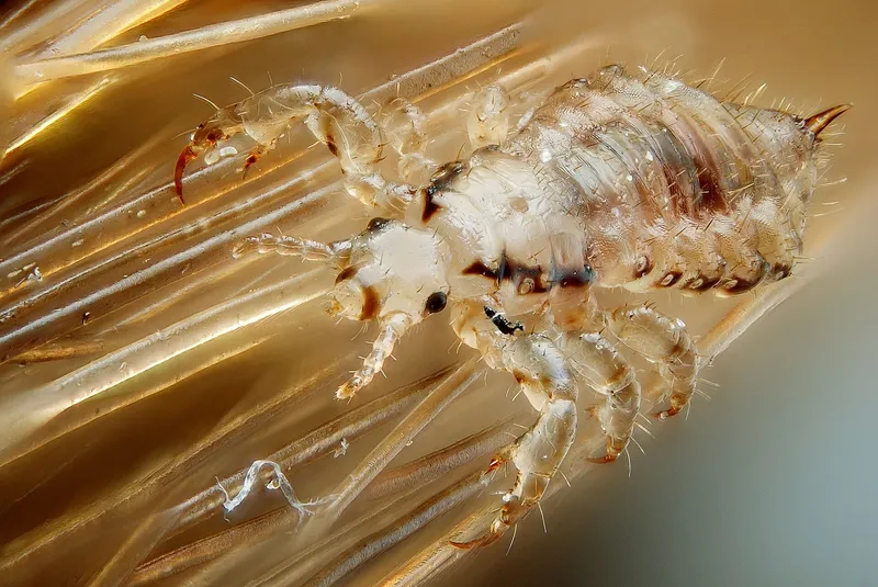 Plaga de PIOJOS, DIASPIDIDAE