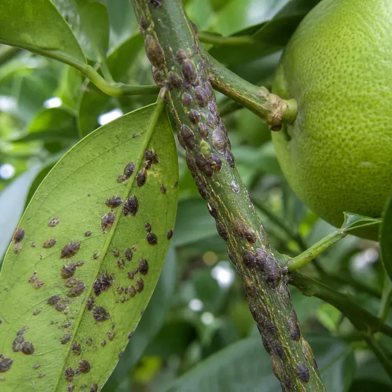 Representación editorial de Lepidosaphes beckii sobre un cítrico