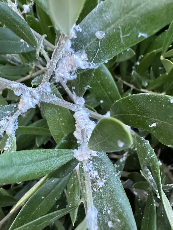Plaga de ALGODÓN DEL OLIVO, TRAMILLA, EUPHYLLURA OLIVINA