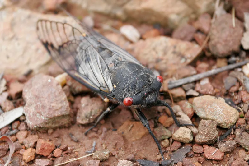 Plaga de CIGARRA, CHICHARRA, CICADA BARBARA