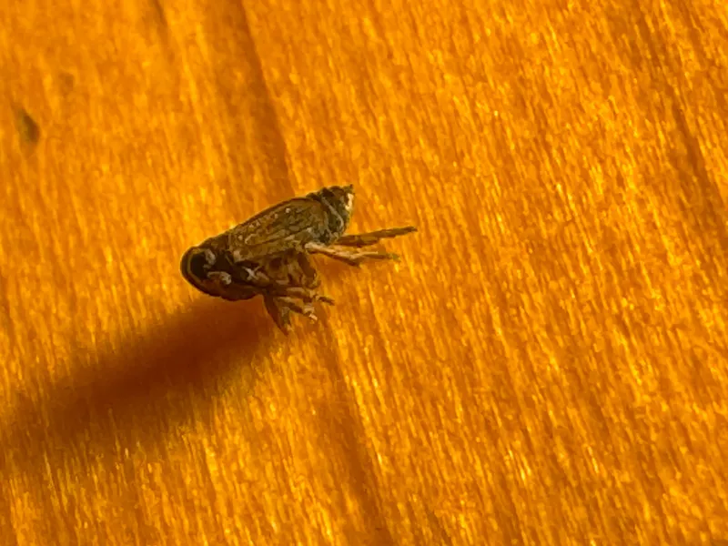Plaga de DELFÁCIDOS, DELPHACIDAE