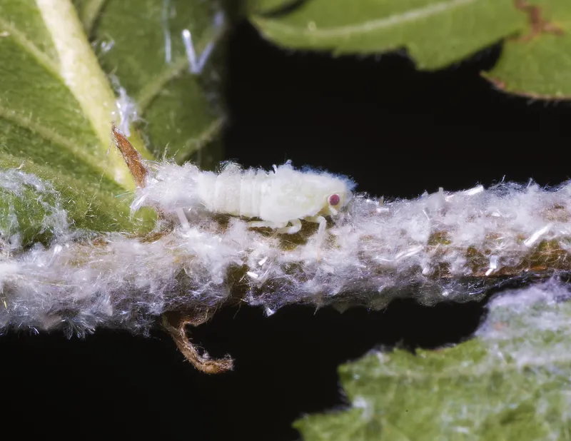 Plaga de METCALFA PRUINOSA