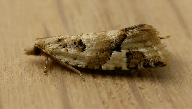 Plaga de CAPUA, ADOXOPHYES ORANA
