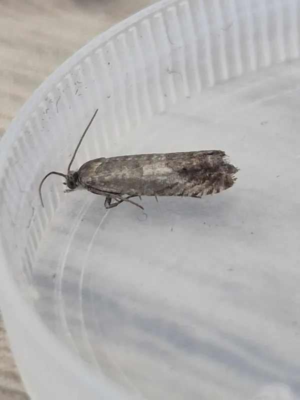Plaga de AGUSANADO DEL CASTAÑO, CYDIA SPLENDANA, C.FAGIGLANDANA