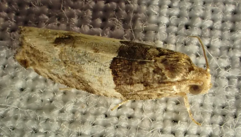 Plaga de BARRENADOR DE LOS BROTES DEL ÁLAMO, GYPSONOMA ACERIANA