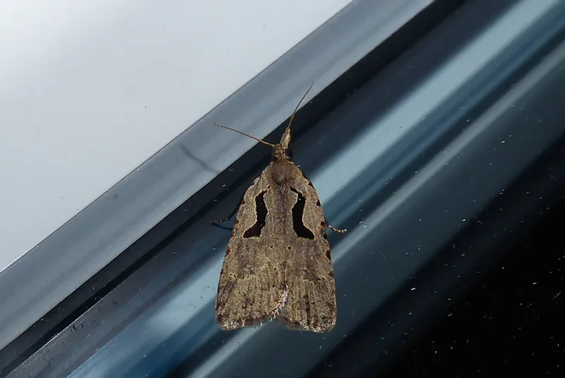 Plaga de NEFASIA, CNEPHASIA PUMICANA