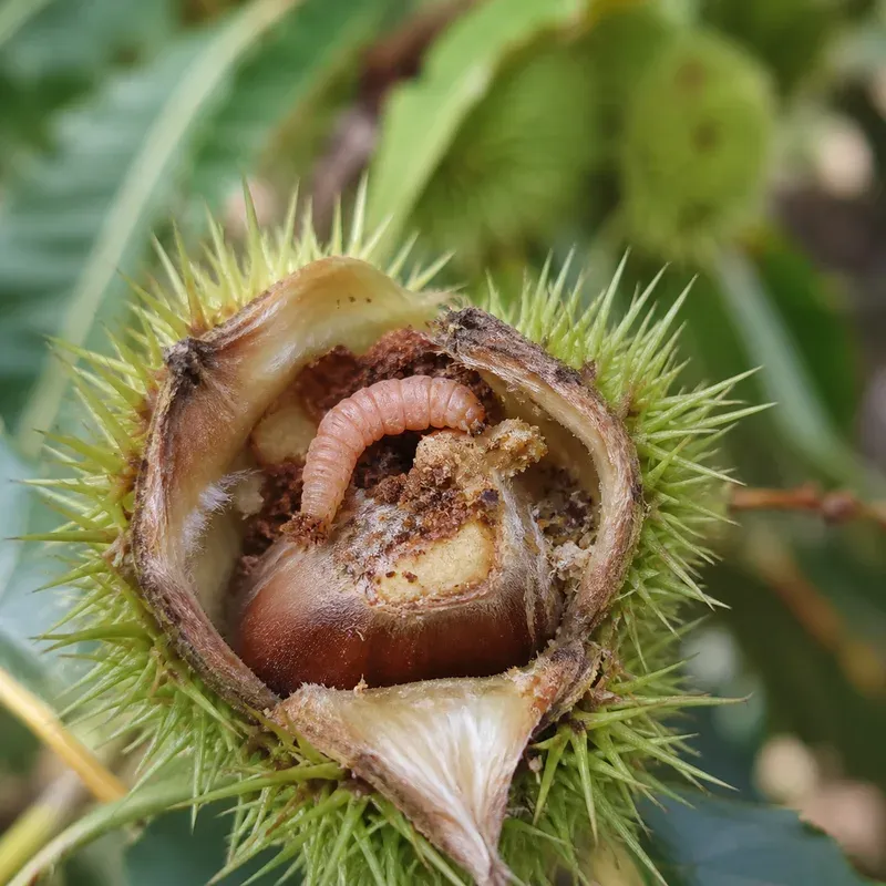 Representación editorial de una larva de Pammene fasciana en una castaña