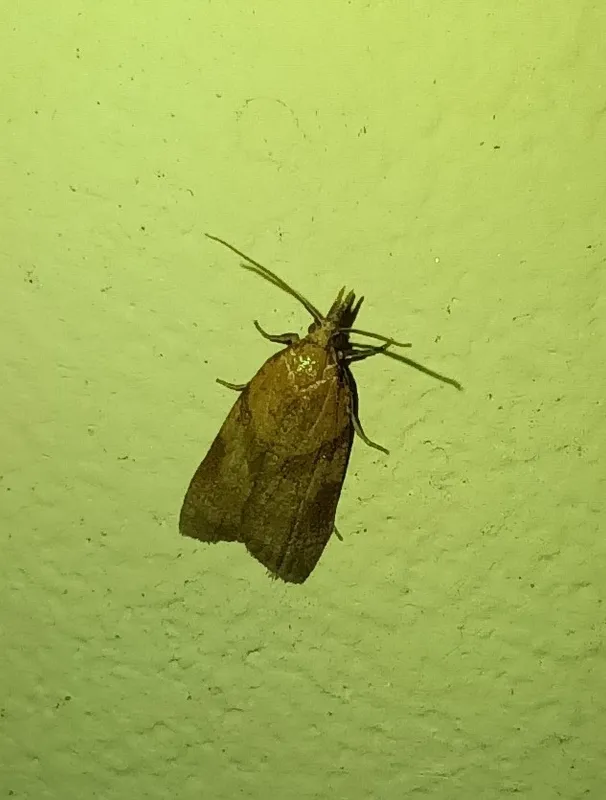 Plaga de PIRAL DE LA VID, SPARGANOTHIS PILLERIANA