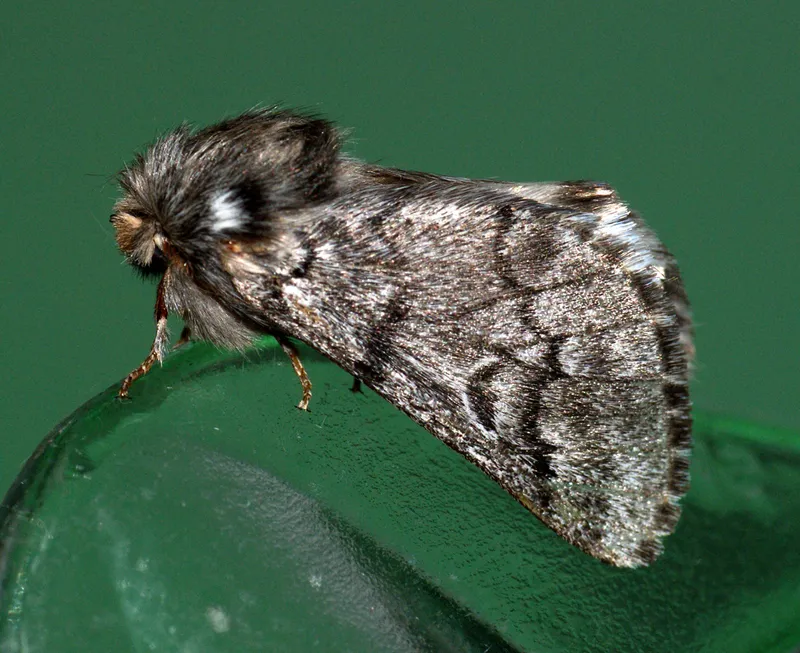 Plaga de PROCESIONARIA, THAUMETOPOEA SPP.