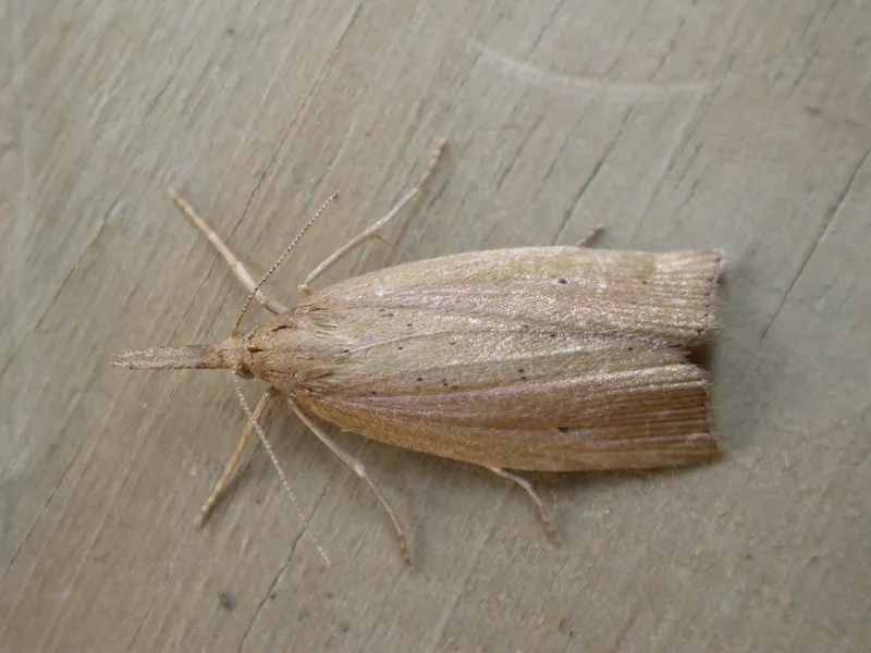 Plaga de CHILO, CHILO SUPPRESSALIS