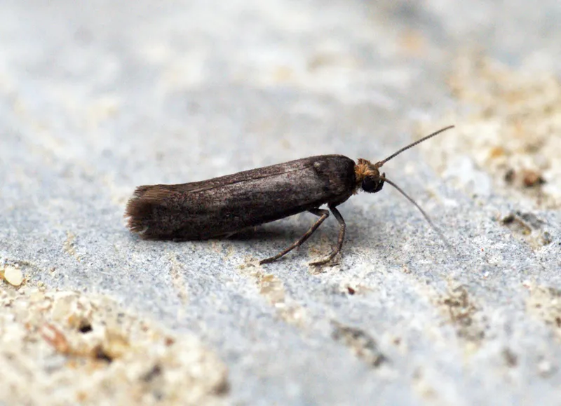 Plaga de PRAYS, POLILLA DE LOS CÍTRICOS, PRAYS CITRI