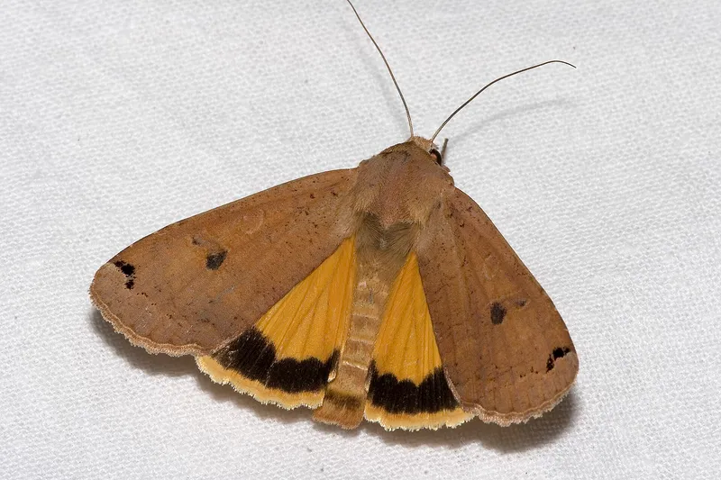 Plaga de NOCTUIDOS, NOCTUIDAE
