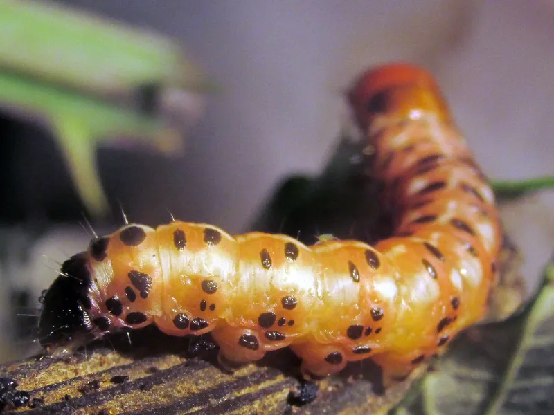 Plaga de BARRENADOR DE LA ALCACHOFA, GORTYNA XANTHENES