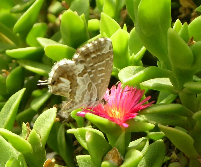 Plaga de TALADRO DEL GERANIO, CACYREUS MARSHALLI