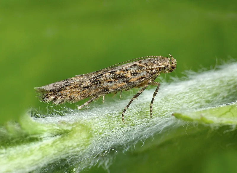 Plaga de POLILLA DEL TOMATE, TUTA ABSOLUTA